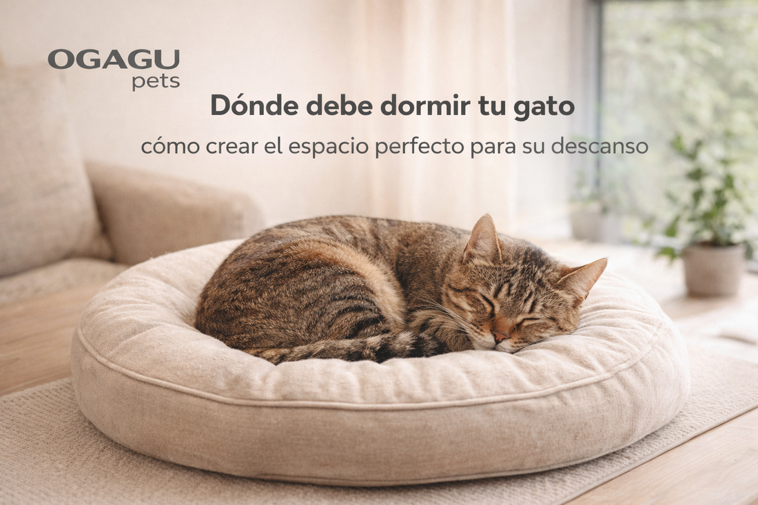Dónde debe dormir tu gato: cómo crear el espacio perfecto para su descanso